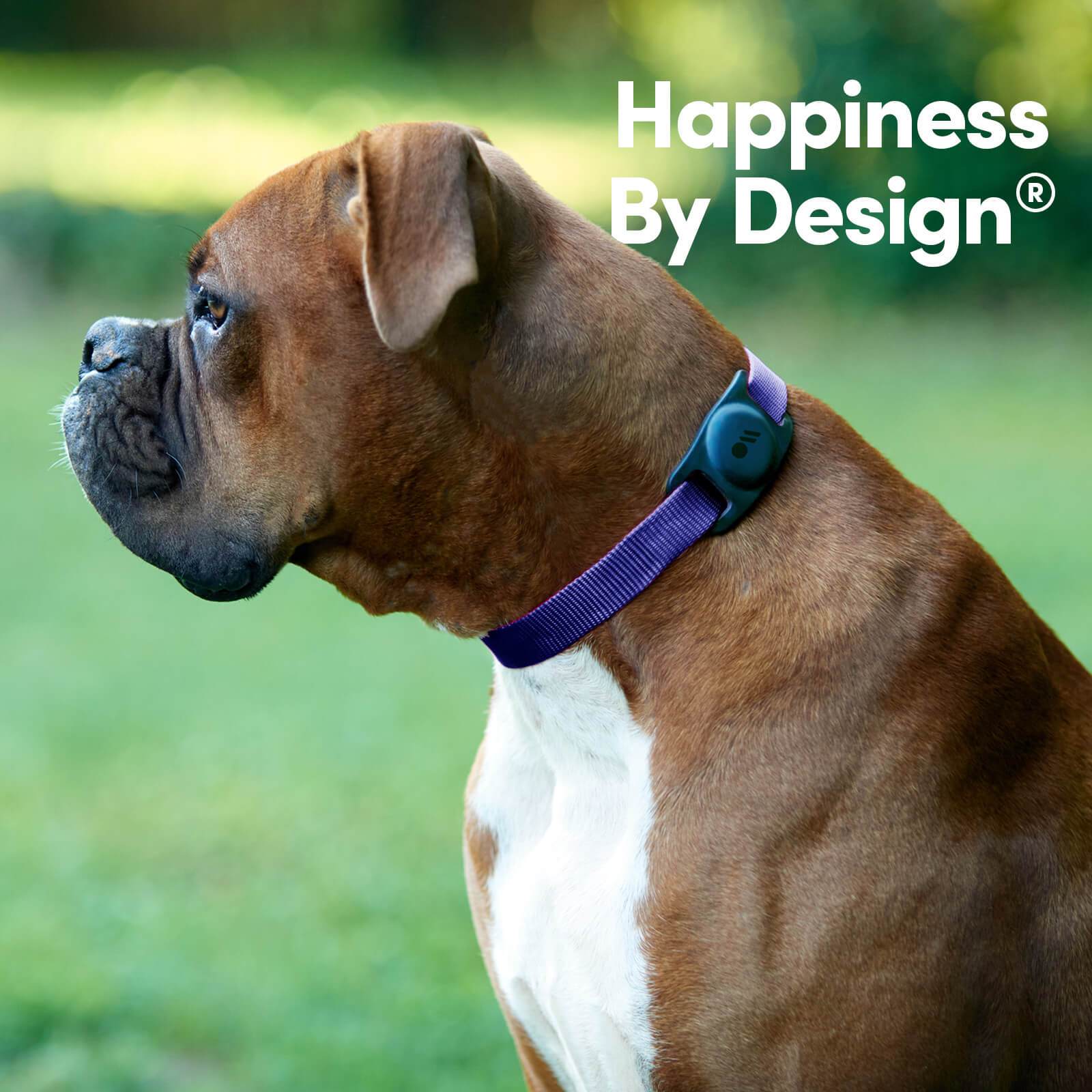 AirTag Dog Collar Case Dog Lifestyle - color::Black