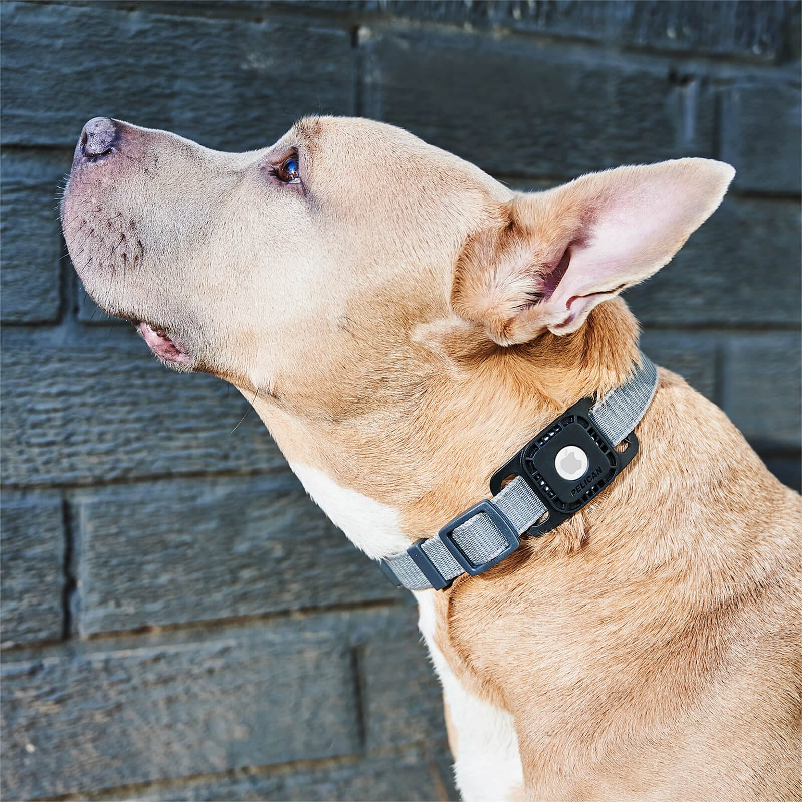 Dog wearing Pelican AirTag case. color::Black