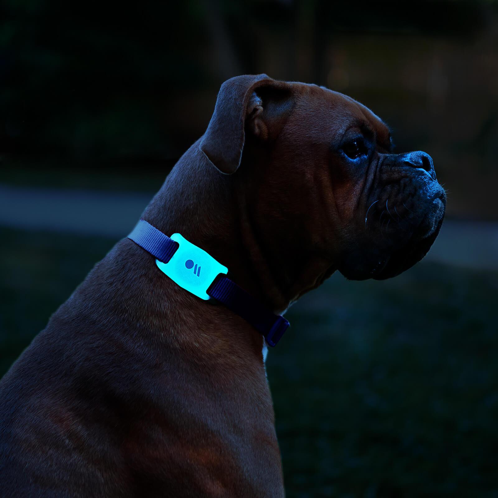 Dog wearing airtag case on collar in the dark. color::Glow in the Dark
