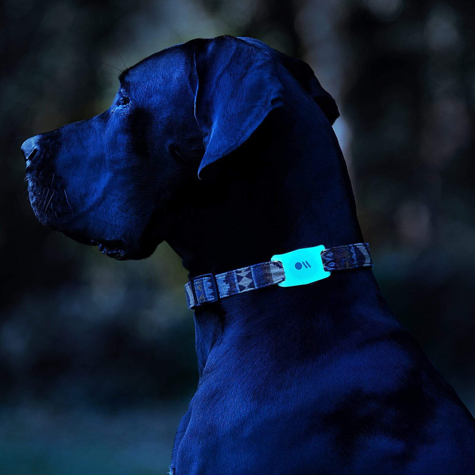 AirTag dog collar case glowing in the dark. color::Glow in the Dark