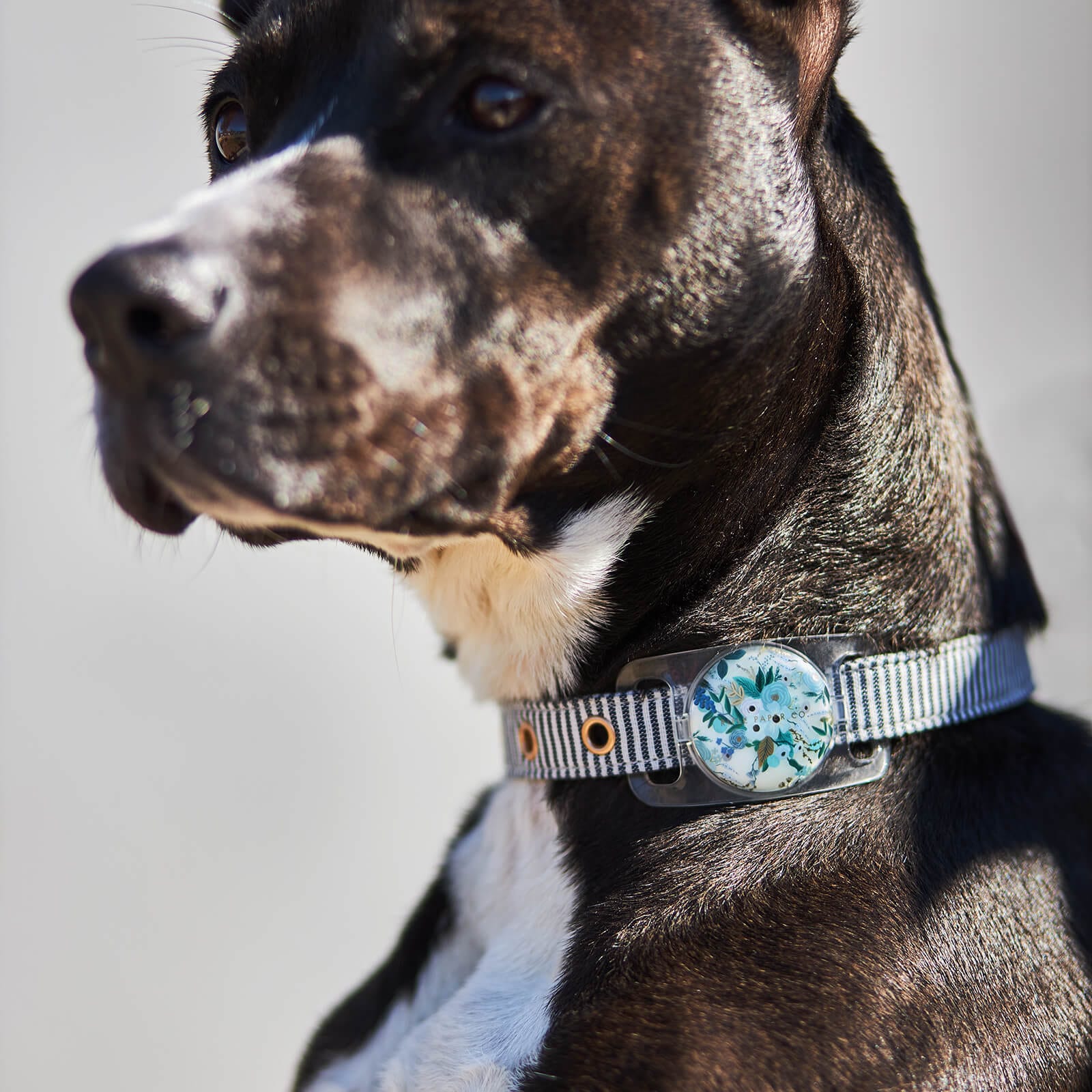 CLOSE UP OF CASE ON DOG'S COLLAR. COLOR::GARDEN PARTY BLUE
