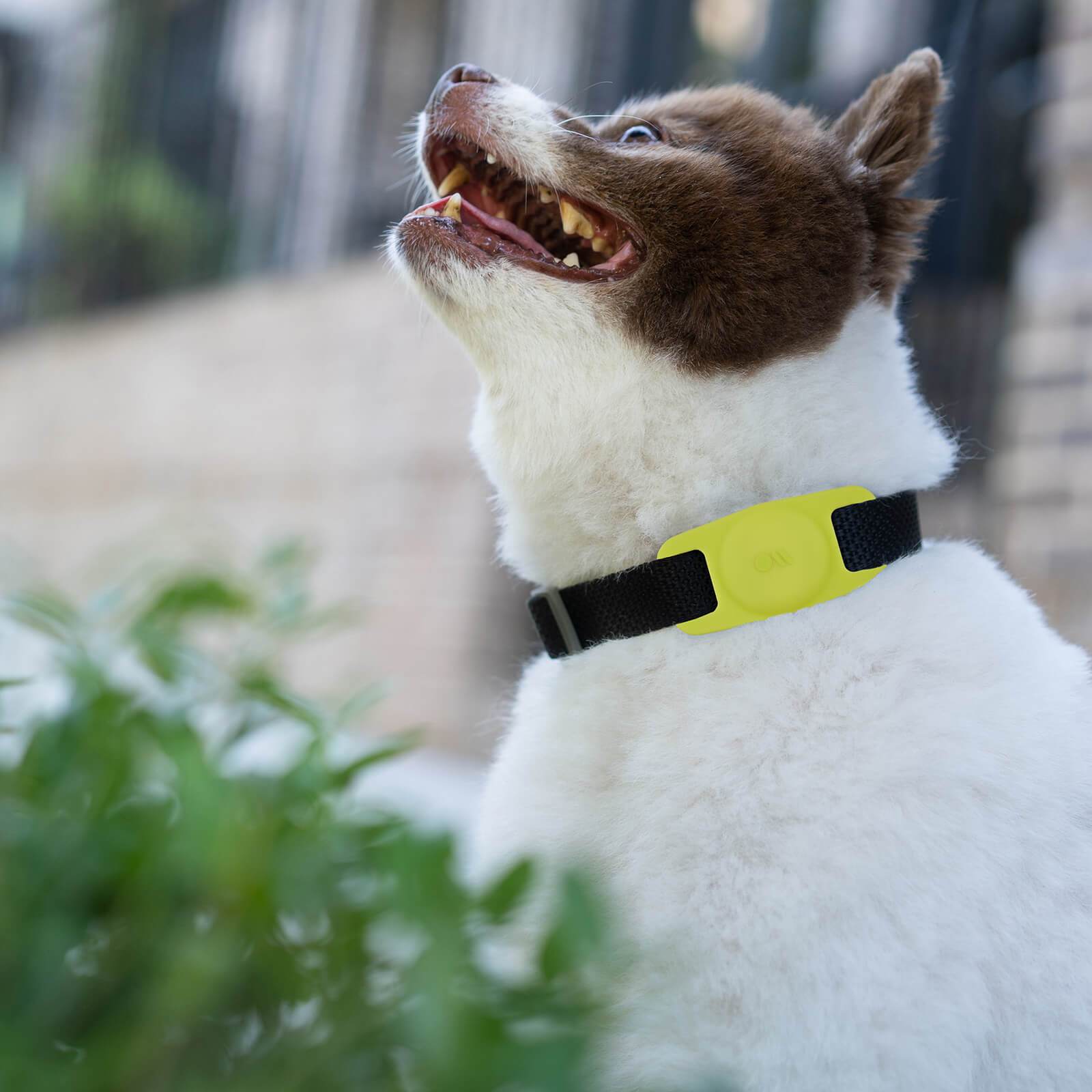 Neon Dog Collar AirTag holder on little white and brown dog. color::Lime Green