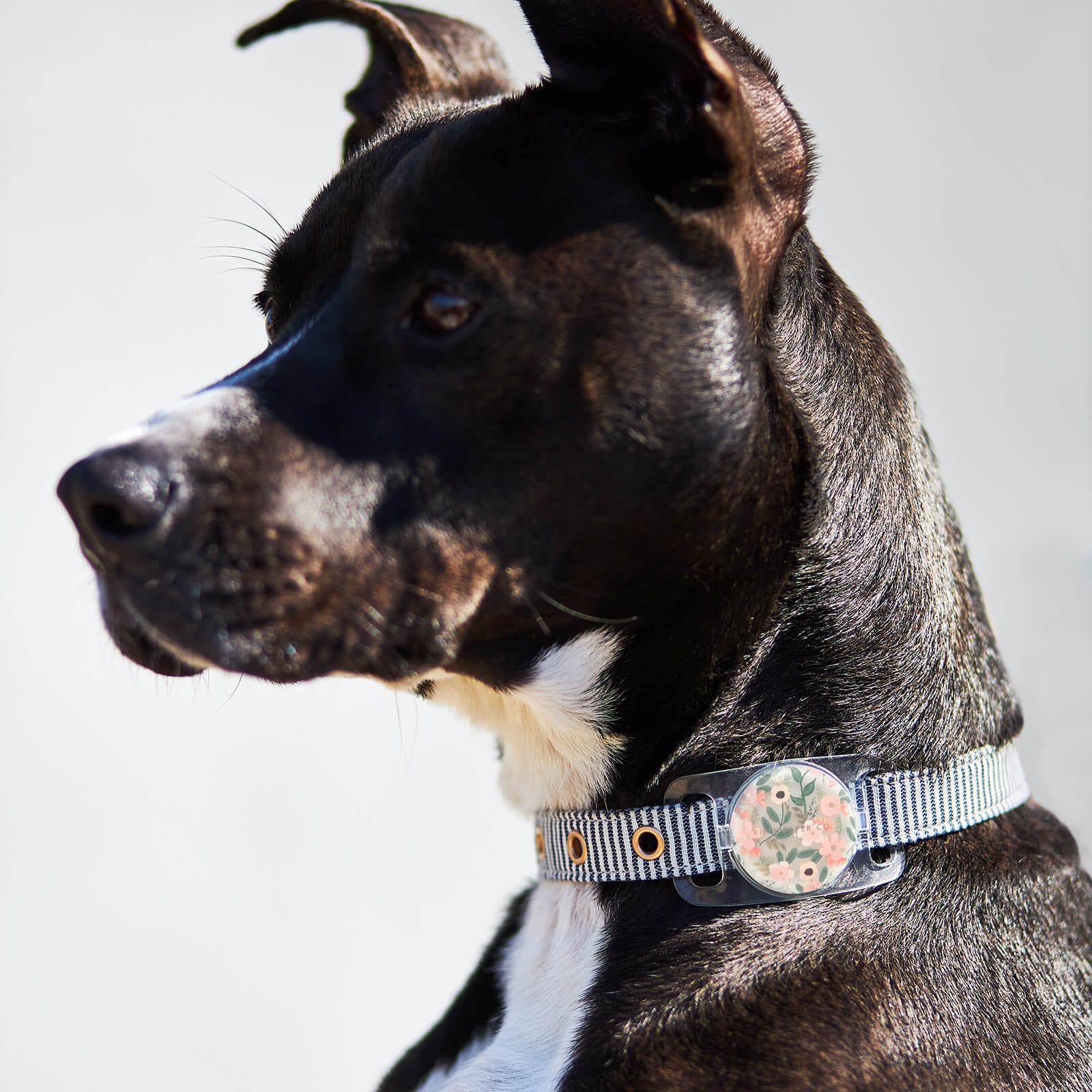 FLORAL AIRTAG CASE SHOWN ON DOG'S COLLAR. Color::Wild Flowers