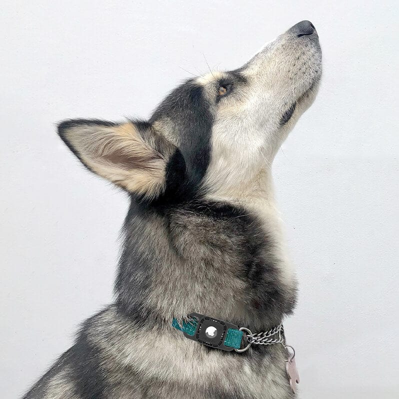 Case-Mate Soporte para collar de perro para Airtag - Resistente al agua  Airtag - Funda protectora Airtag para collar de perro - Collar de mascota